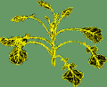 oilseed rape plant