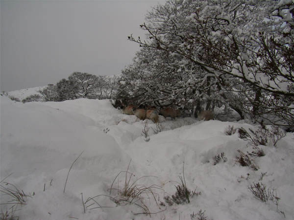 Swaledale sheep on Spaunton Moor winter 2010. Photo credit Philip Trevelyan