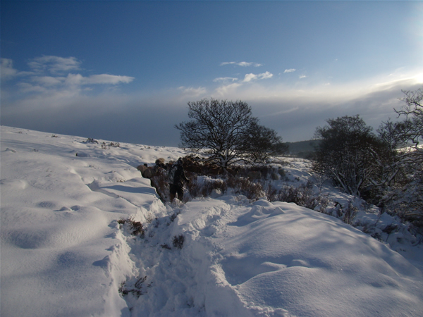 Swaledale sheep on Spaunton Moor winter 2010. Photo credit Philip Trevelyan