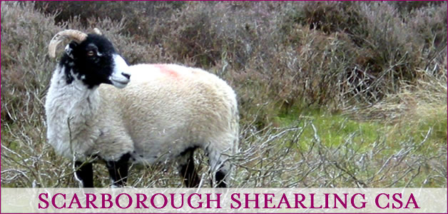 Scarborough Shearling on the North Yorkshire Moors